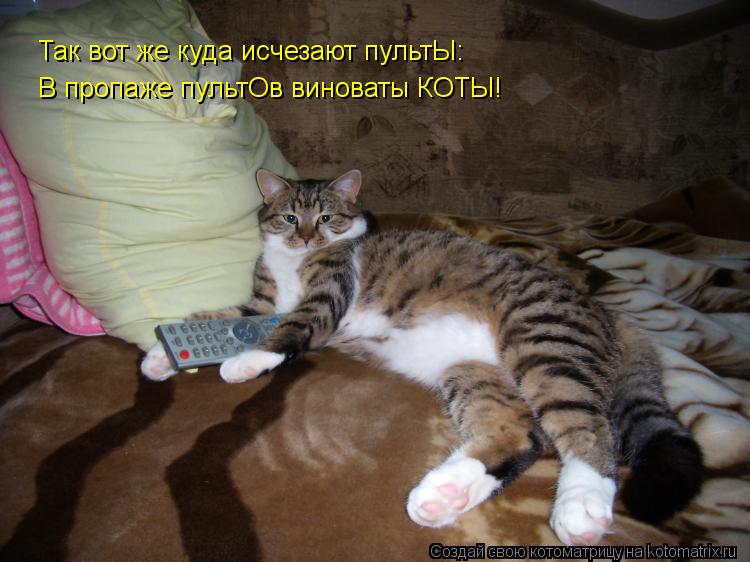 Котоматрица: Так вот же куда исчезают пультЫ: В пропаже пультОв виноваты КОТЫ!