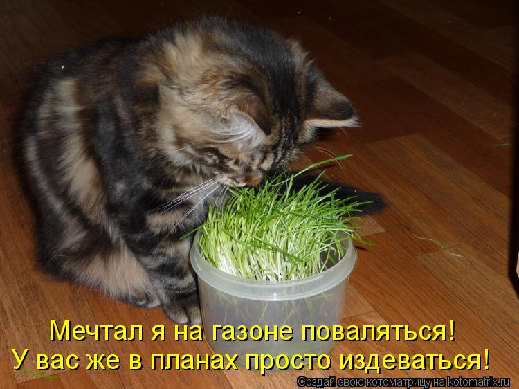 Мечтал я на газоне поваляться! У вас же в планах просто издеваться!... Котоматрица: Мечтал я на газоне поваляться! У вас же в планах просто издеваться!