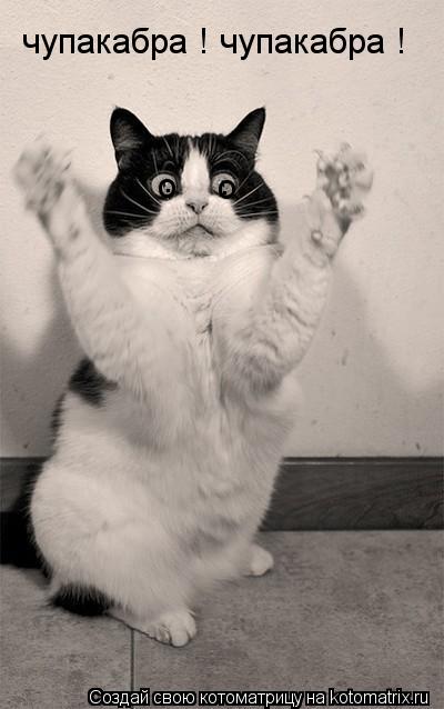 Котоматрица: чупакабра ! чупакабра ! о о . .