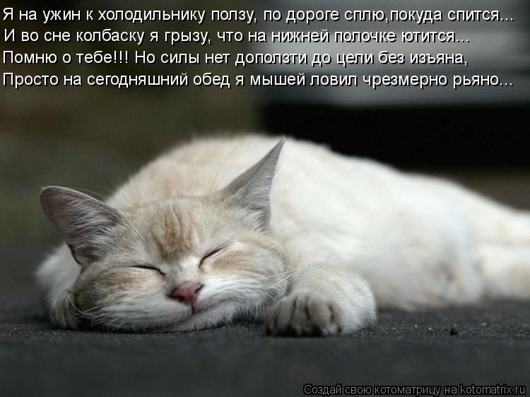 Котоматрица: И во сне колбаску я грызу, что на нижней полочке ютится... Просто на сегодняшний обед я мышей ловил чрезмерно рьяно... Я на ужин к холодильнику