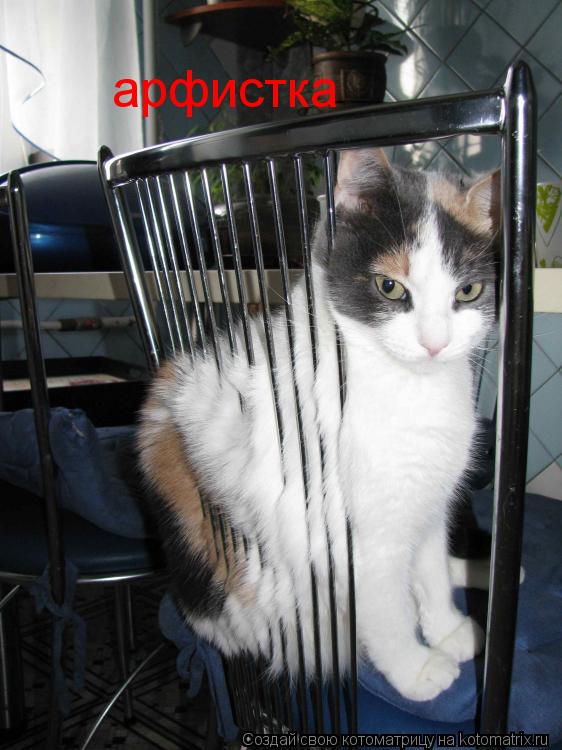 арфистка... Котоматрица: арфистка