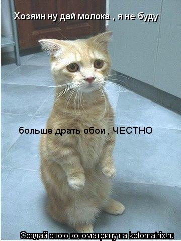Хозяин ну дай молока , я не буду больше драть обои , ЧЕСТНО... Котоматрица: Хозяин ну дай молока , я не буду больше драть обои , ЧЕСТНО