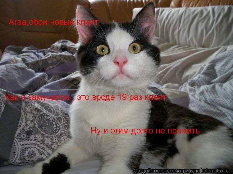 Агаа,обои новые клеят . Как я замучался , это вроде 19 раз клеят Ну и этим долго не прожить .... Котоматрица: Агаа,обои новые клеят . Как я замучался , это вроде 19 раз клеят Ну и этим долго не прожить .