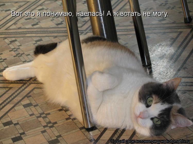 Вот это я понимаю, наелась! А ж встать не могу.... Котоматрица: Вот это я понимаю, наелась! А ж встать не могу.