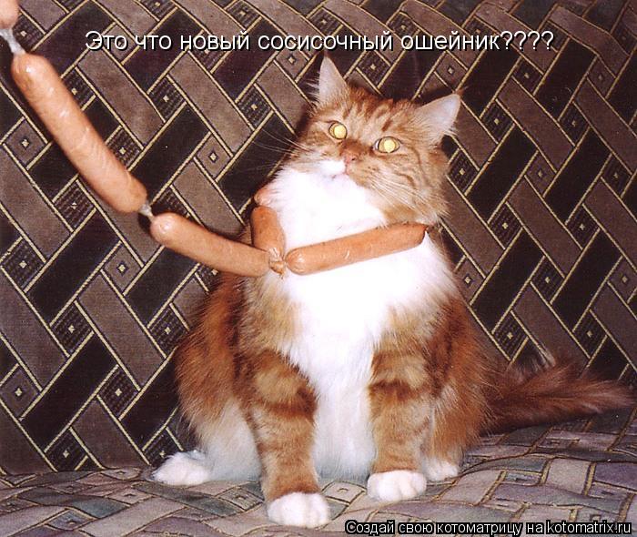 Это что новый сосисочный ошейник????... Котоматрица: Это что новый сосисочный ошейник????