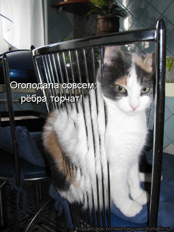 Оголодала совсем: рёбра торчат!... Котоматрица: Оголодала совсем: рёбра торчат!