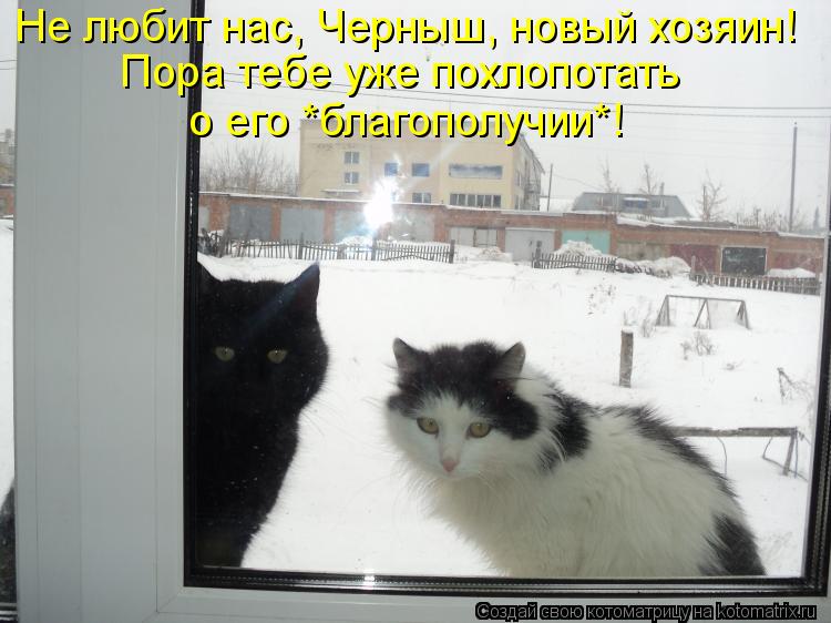 Не любит нас, Черныш, новый хозяин! Пора тебе уже похлопотать о его *благополучии*!... Котоматрица: Не любит нас, Черныш, новый хозяин! Пора тебе уже похлопотать о его *благополучии*!