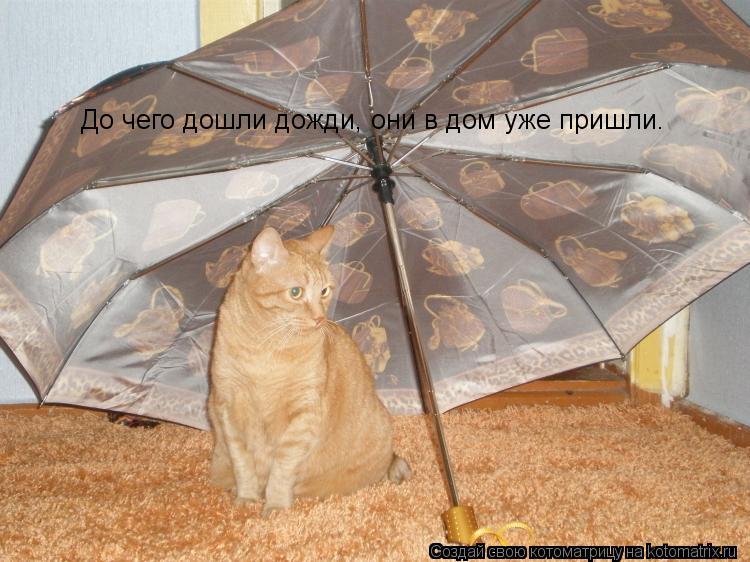 До чего дошли дожди, они в дом уже пришли.... Котоматрица: До чего дошли дожди, они в дом уже пришли.
