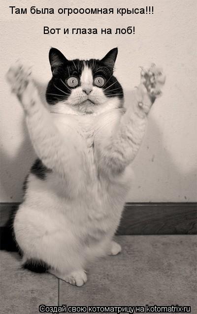 Котоматрица: Там была огрооомная крыса!!!  Вот и глаза на лоб!