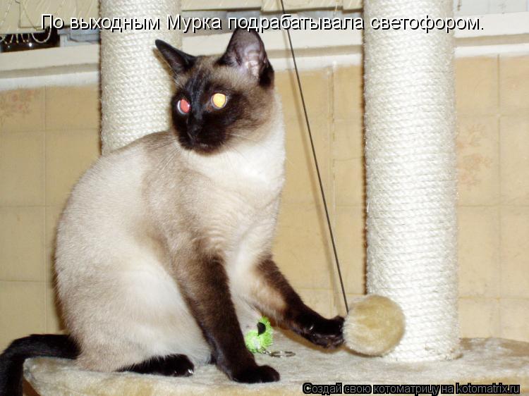 По выходным Мурка подрабатывала светофором.... Котоматрица: По выходным Мурка подрабатывала светофором.