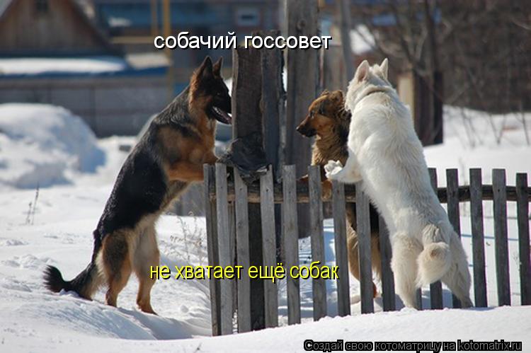собачий госсовет не хватает ещё собак... Котоматрица: собачий госсовет не хватает ещё собак