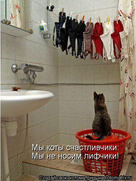 Мы коты счастливчики: Мы не носим лифчики!... Котоматрица: Мы коты счастливчики: Мы не носим лифчики!