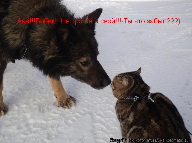 Ааа!!!Бобик!!!Не трогай я свой!!!-Ты что,забыл???)... Котоматрица: Ааа!!!Бобик!!!Не трогай я свой!!!-Ты что,забыл???)