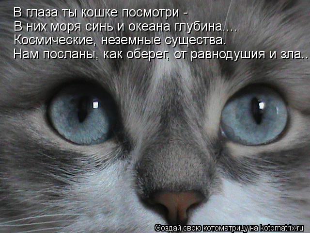 В глаза ты кошке посмотри - В них моря синь и океана глубина.... Космические, неземные существа. Нам... Котоматрица: В глаза ты кошке посмотри - В них моря синь и океана глубина.... Космические, неземные существа. Нам посланы, как оберег, от равнодушия и зла....