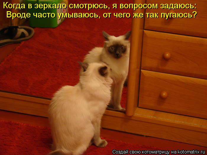 Котоматрица: Вроде часто умываюсь, от чего же так пугаюсь? Когда в зеркало смотрюсь, я вопросом задаюсь: