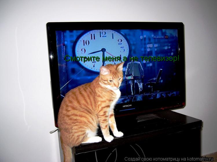 Смотрите меня,а не телевизор!... Котоматрица: Смотрите меня,а не телевизор!