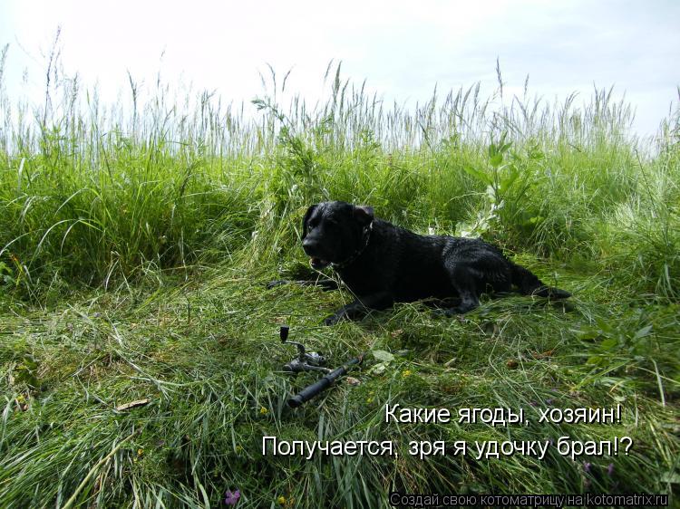 Какие ягоды, хозяин! Получается, зря я удочку брал!?... Котоматрица: Какие ягоды, хозяин! Получается, зря я удочку брал!?