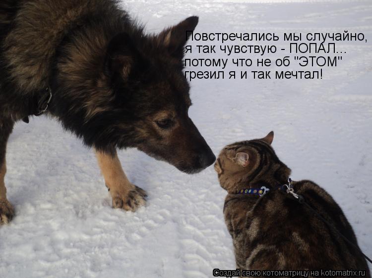 Котоматрица: Повстречались мы случайно, я так чувствую - ПОПАЛ... потому что не об "ЭТОМ" грезил я и так мечтал!