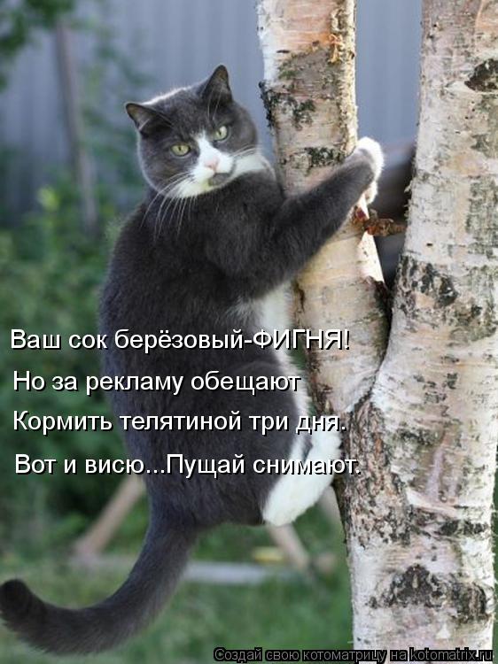 Ваш сок берёзовый-ФИГНЯ! Кормить телятиной три дня. Но за рекламу обещают Вот и висю...Пущай снимают.... Котоматрица: Ваш сок берёзовый-ФИГНЯ! Кормить телятиной три дня. Но за рекламу обещают Вот и висю...Пущай снимают.