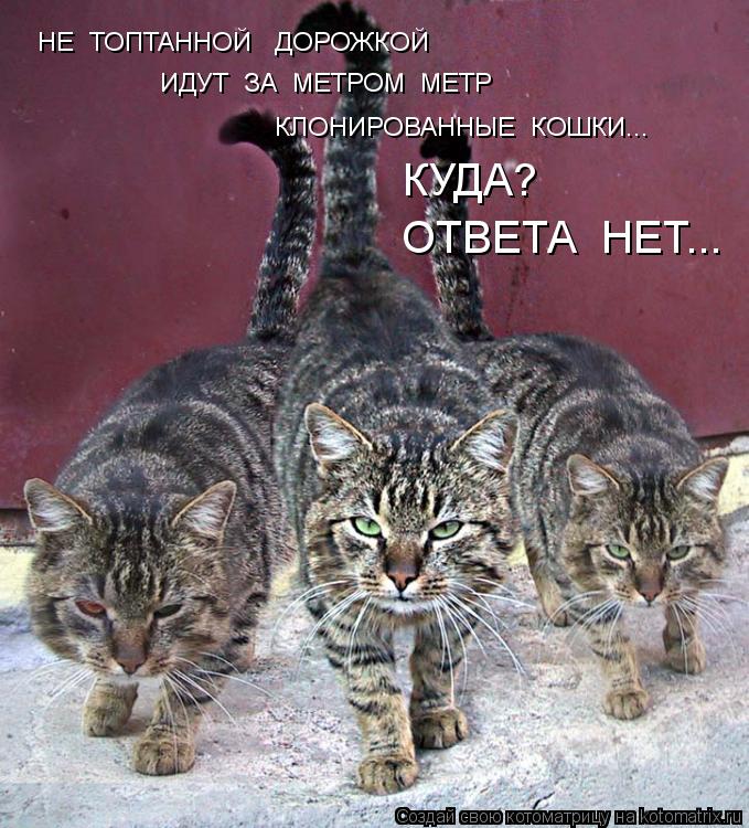 Котоматрица: НЕ  ТОПТАННОЙ   ДОРОЖКОЙ  ИДУТ  ЗА  МЕТРОМ  МЕТР КЛОНИРОВАННЫЕ  КОШКИ... КУДА? ОТВЕТА  НЕТ...