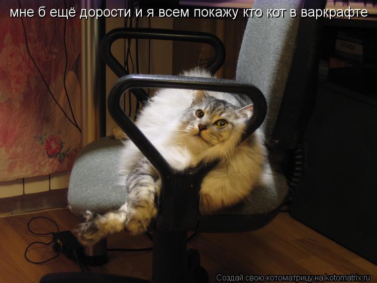 Котоматрица: мне б ещё дорости и я всем покажу кто кот в варкрафте