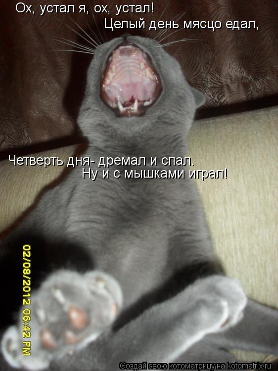 Котоматрица: Ох, устал я, ох, устал! Целый день мясцо едал, Четверть дня- дремал и спал. Ну и с мышками играл!