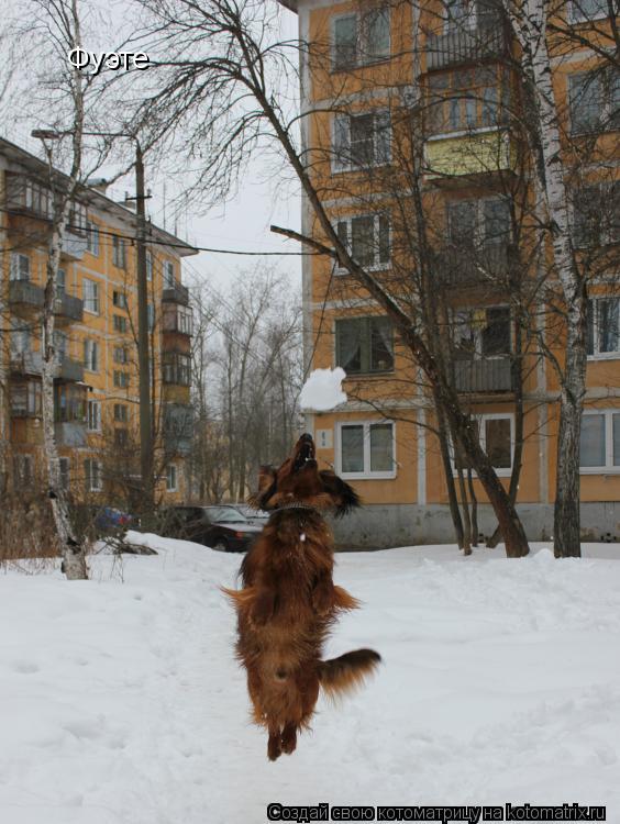 Котоматрица: Фуэте