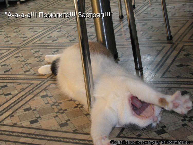 Котоматрица: "А-а-а-а!!! Помогите!!! Застрял!!!"