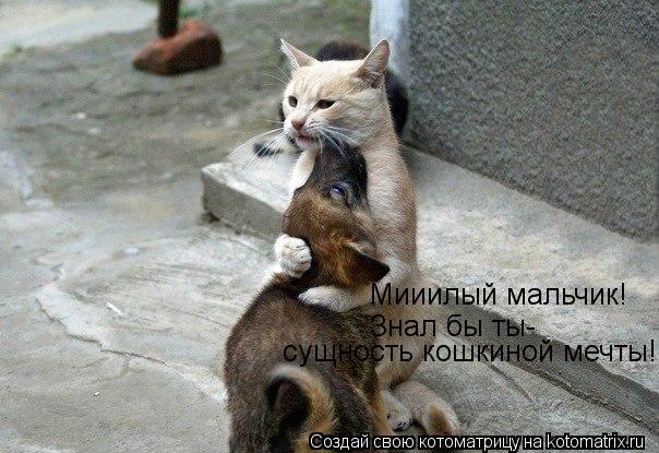 Мииилый мальчик! Знал бы ты- сущность кошкиной мечты!... Котоматрица: Мииилый мальчик! Знал бы ты- сущность кошкиной мечты!