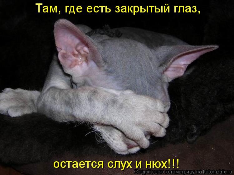остается слух и нюх!!! Там, где есть закрытый глаз,... Котоматрица: остается слух и нюх!!! Там, где есть закрытый глаз,