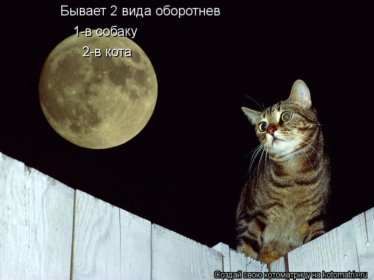 Котоматрица: Бывает 2 вида оборотнев 1-в собаку 2-в кота