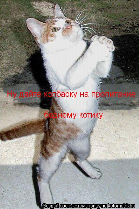 Котоматрица: Ну дайте колбаску на пропитание  бедному котику.