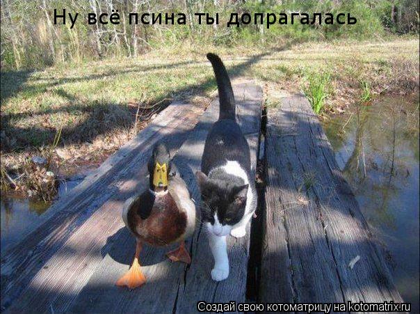 Котоматрица: Ну всё псина ты допрагалась