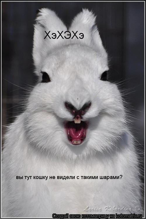 ХэХЭХэ вы тут кошку не видели с такими шарами?... Котоматрица: ХэХЭХэ вы тут кошку не видели с такими шарами?