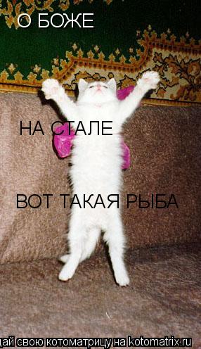 Котоматрица: О БОЖЕ НА СТАЛЕ ВОТ ТАКАЯ РЫБА