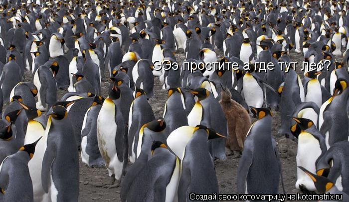 Котоматрица: ЭЭэ простите а где тут лес?
