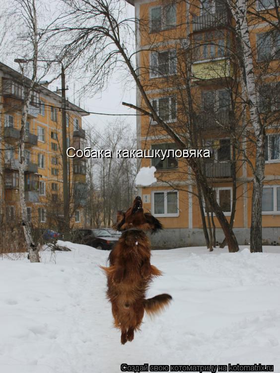 Котоматрица: Собака какашкуловяка
