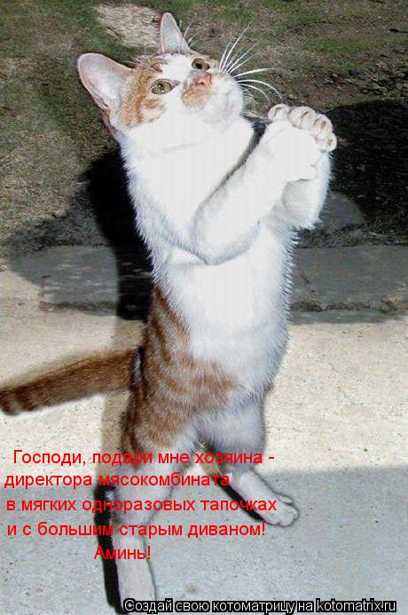 Котоматрица: Господи, подари мне хозяина - директора мясокомбината в мягких одноразовых тапочках и с большим старым диваном! Аминь!