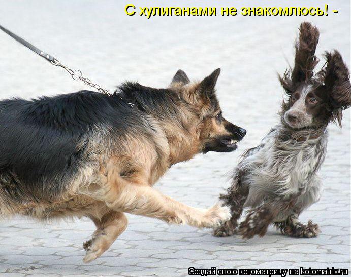 Котоматрица: С хулиганами не знакомлюсь! -