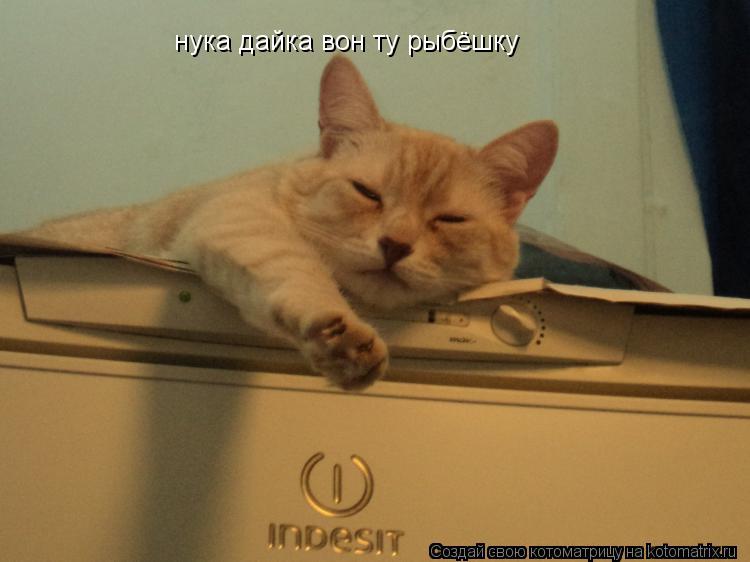 Котоматрица: нука дайка вон ту рыбёшку