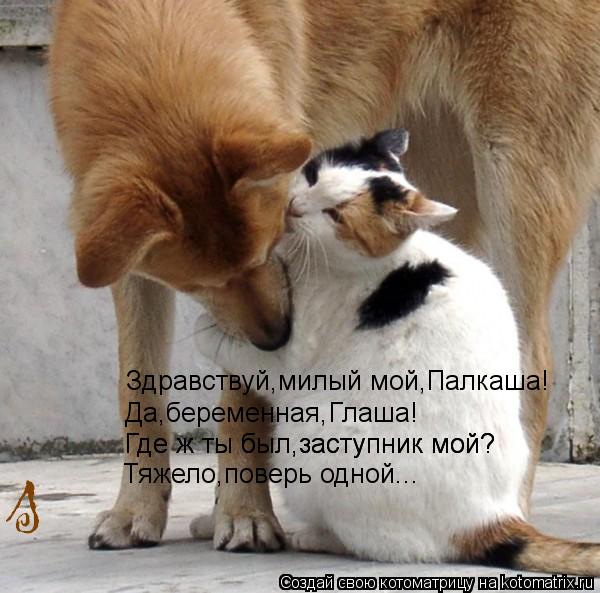 Котоматрица: Здравствуй,милый мой,Палкаша! Да,беременная,Глаша! Где ж ты был,заступник мой? Где ж ты был,заступник мой? Тяжело,поверь одной...