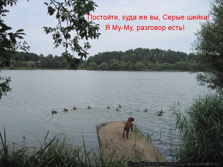 Котоматрица: Постойте, куда же вы, Серые шейки! Я Му-Му, разговор есть!