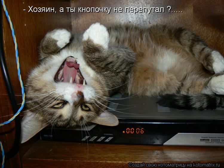 Котоматрица: - Хозяин, а ты кнопочку не перепутал ?.....