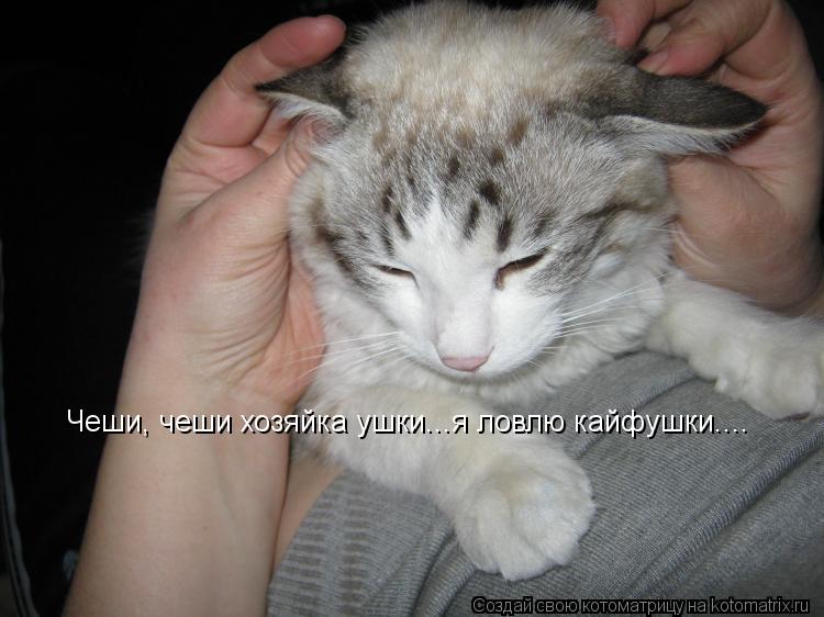 Котоматрица: Чеши, чеши хозяйка ушки...я ловлю кайфушки....