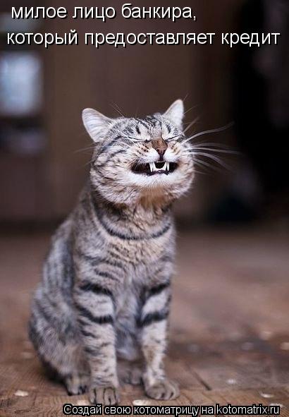 Котоматрица: милое лицо банкира, который предоставляет кредит