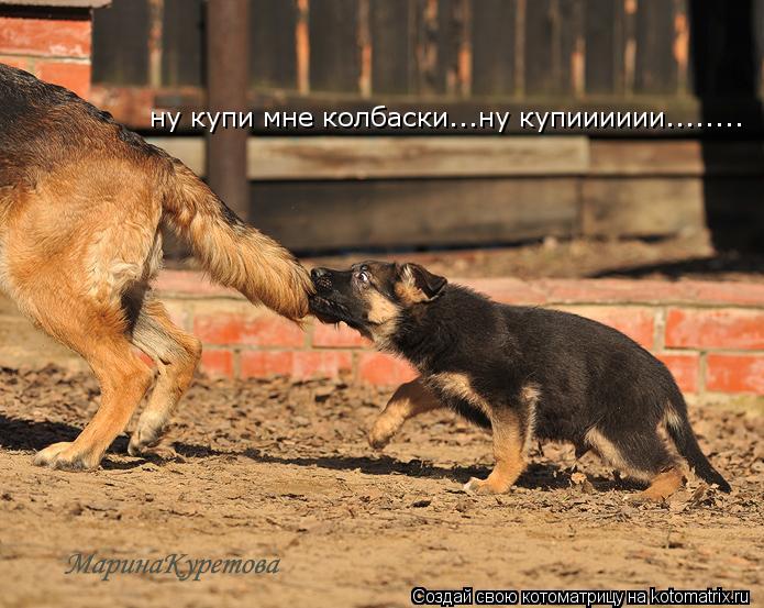 Котоматрица: ну купи мне колбаски...ну купииииии........