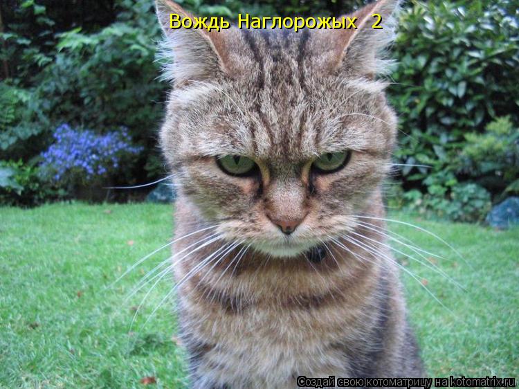 Котоматрица: Вождь Наглорожых №2