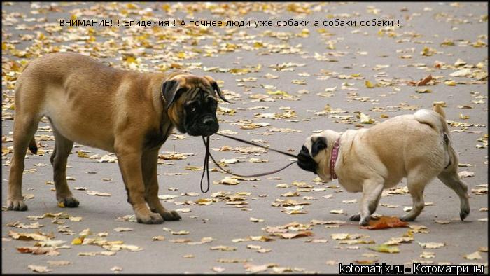 Котоматрица: ВНИМАНИЕ!!!!Епидемия!!!А точнее люди уже собаки а собаки собаки!!!