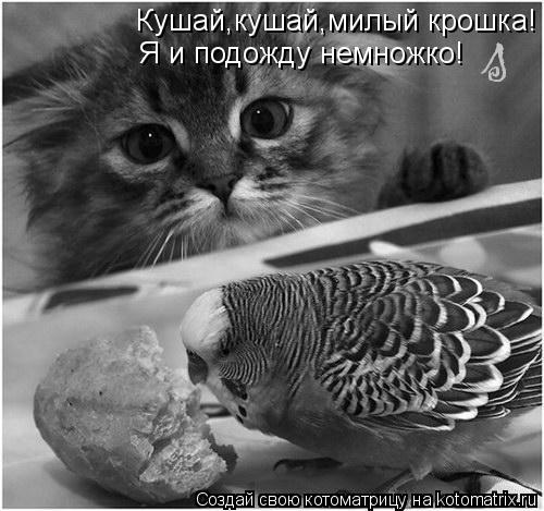 Котоматрица: Кушай,кушай,милый крошка! Я и подожду немножко!