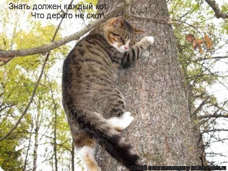 Котоматрица: Знать должен каждый кот, Что дерего не скот\